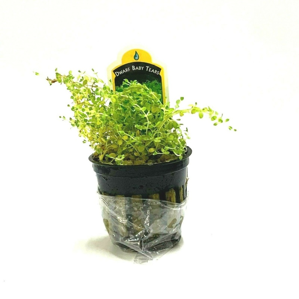 Dwarf Baby Tears Aquarium Plant Decoration
